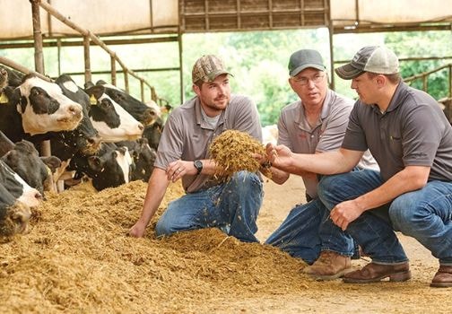 Вітамінне та мінеральне живлення корів