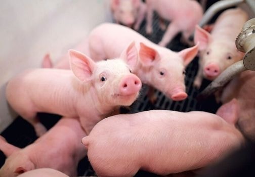 Штучне осіменіння свиней