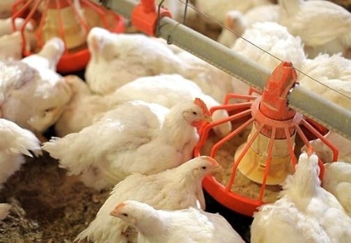 Ефективна годівля молодняку бройлерів